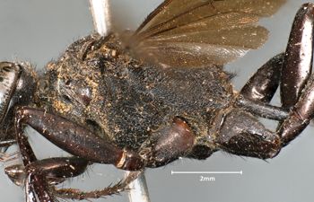 Media type: image;   Entomology 14348 Aspect: thorax lateral